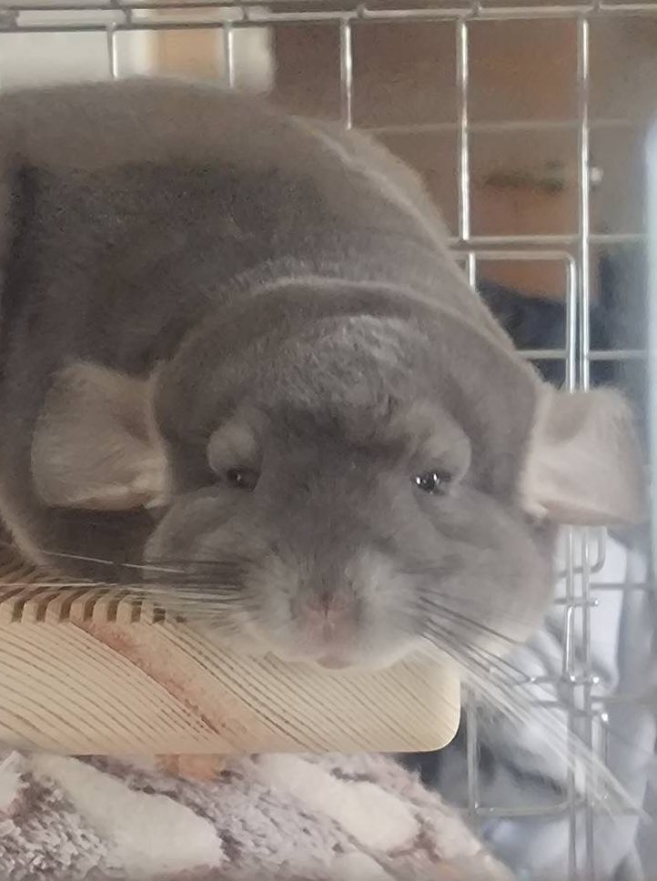 ちっちゃいもの倶楽部🐭🤿@c107②東テ12b tweet media