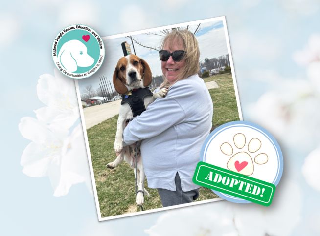 MidWest Beagle Rescue, Education and Welfare, Inc. tweet media