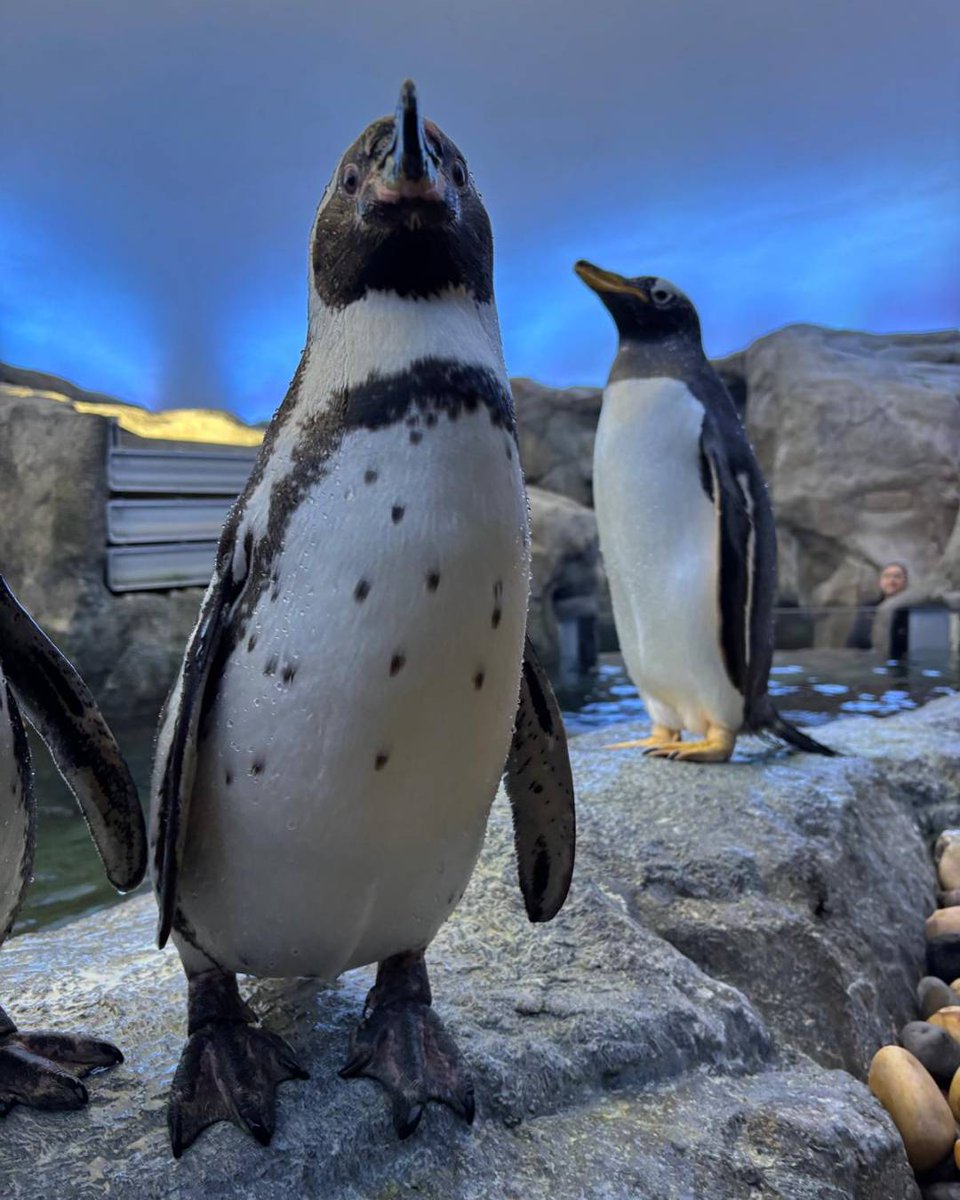 Calgary Zoo tweet media