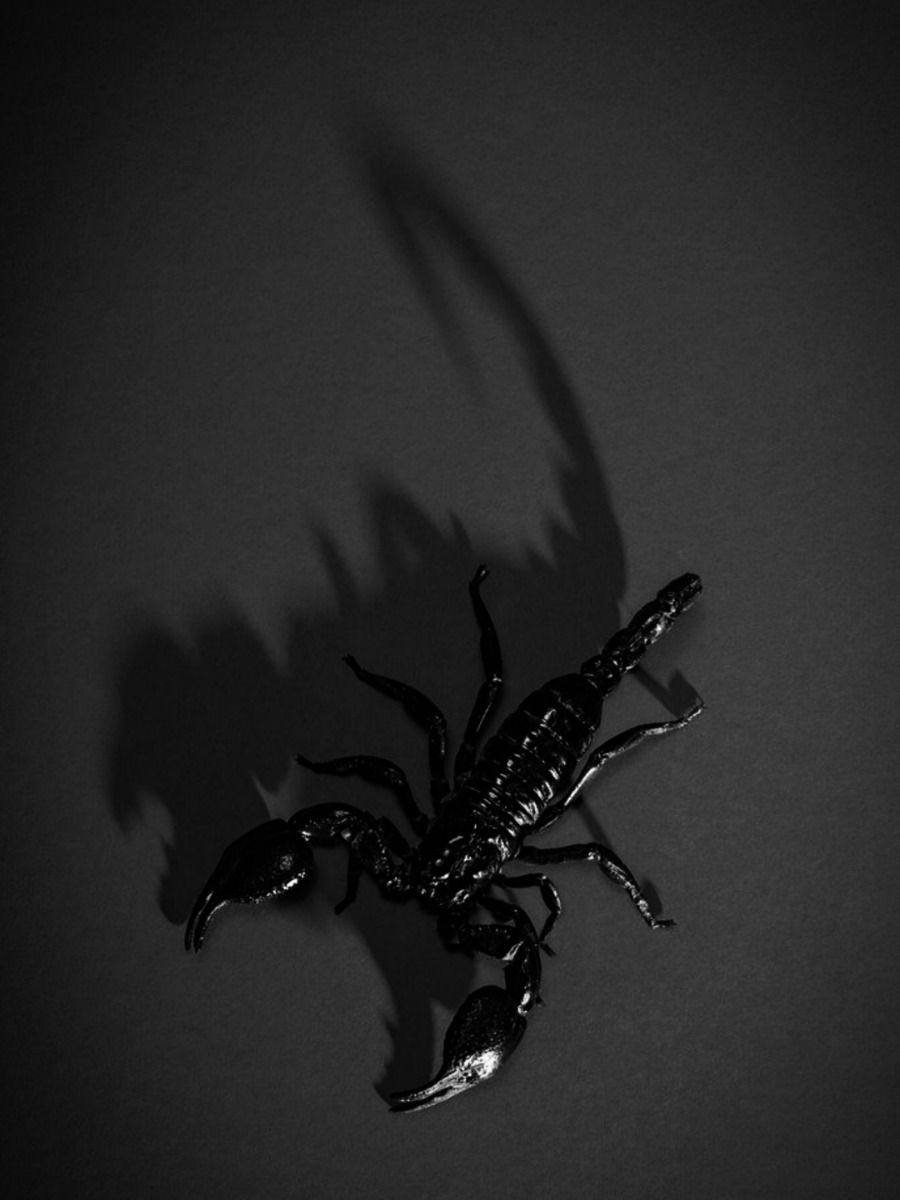 Artzchillect tweet media