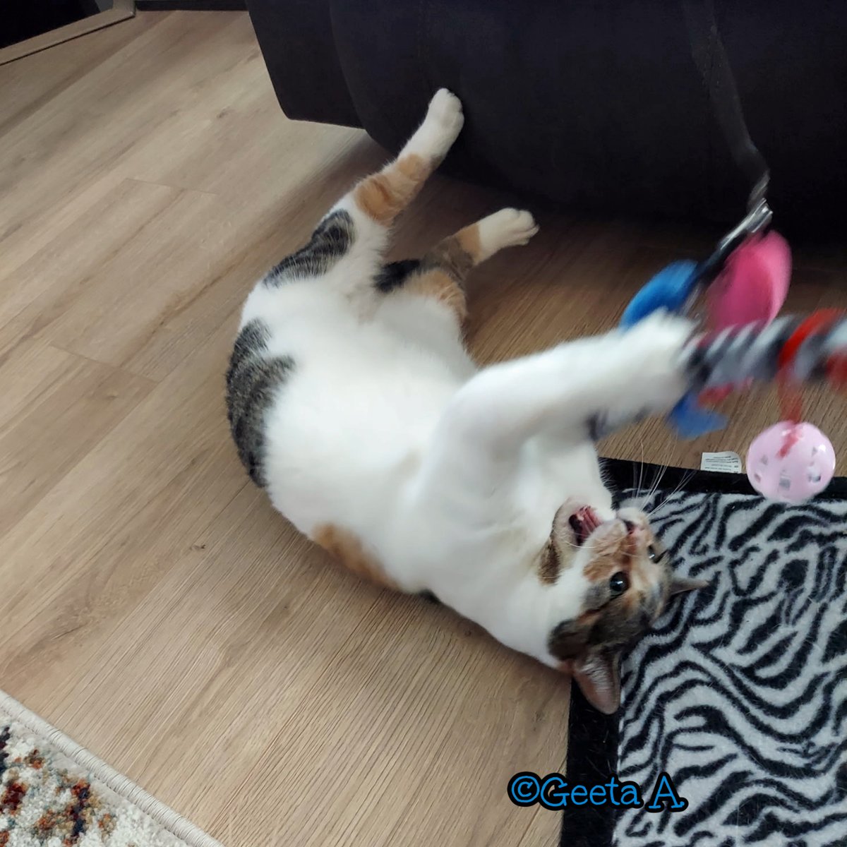 Robyn Anderson tweet media