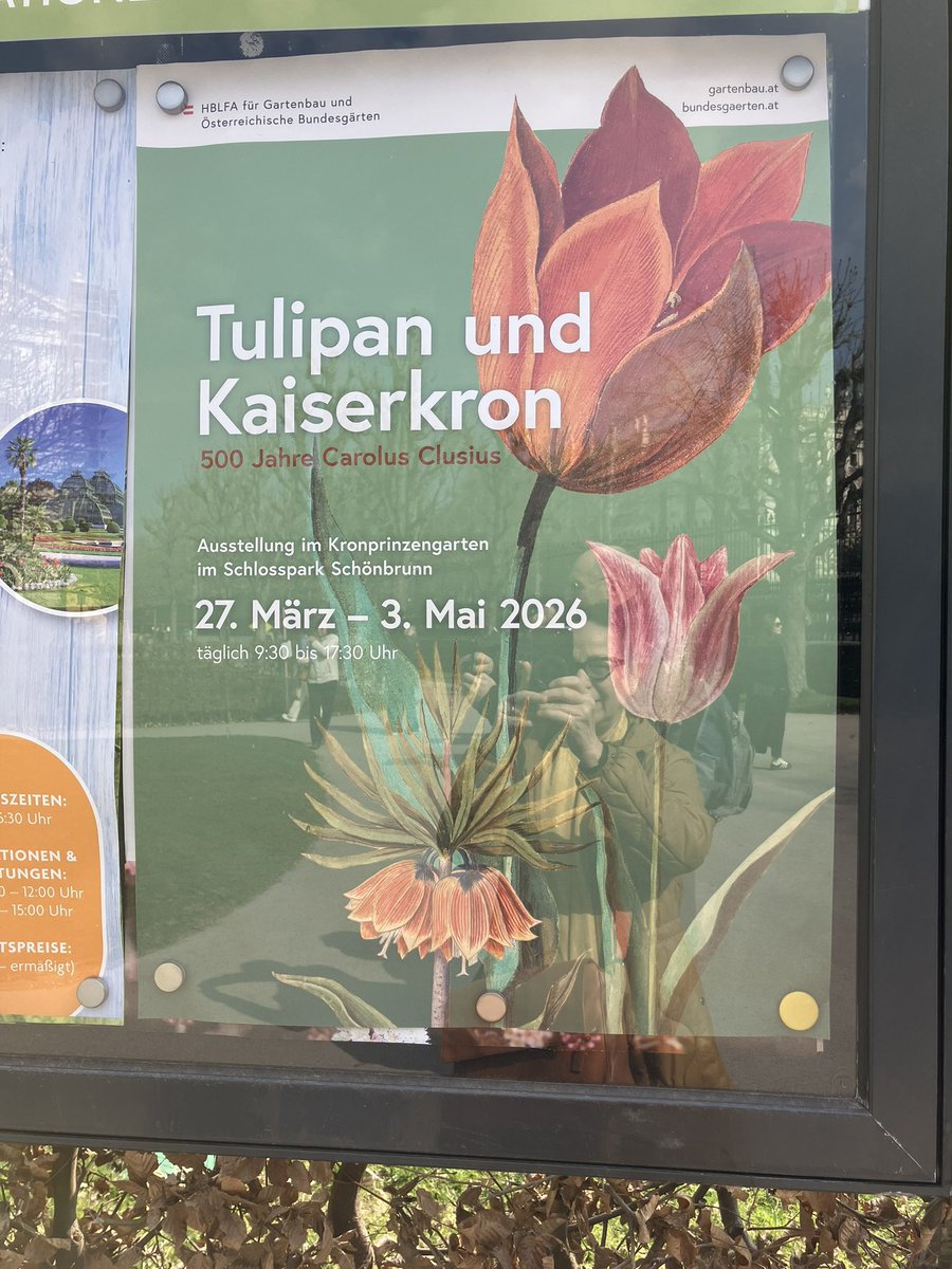 Viyana Anahtarı (Okşan Svastics) tweet media