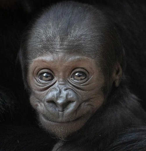 Tiny Gorilla tweet media