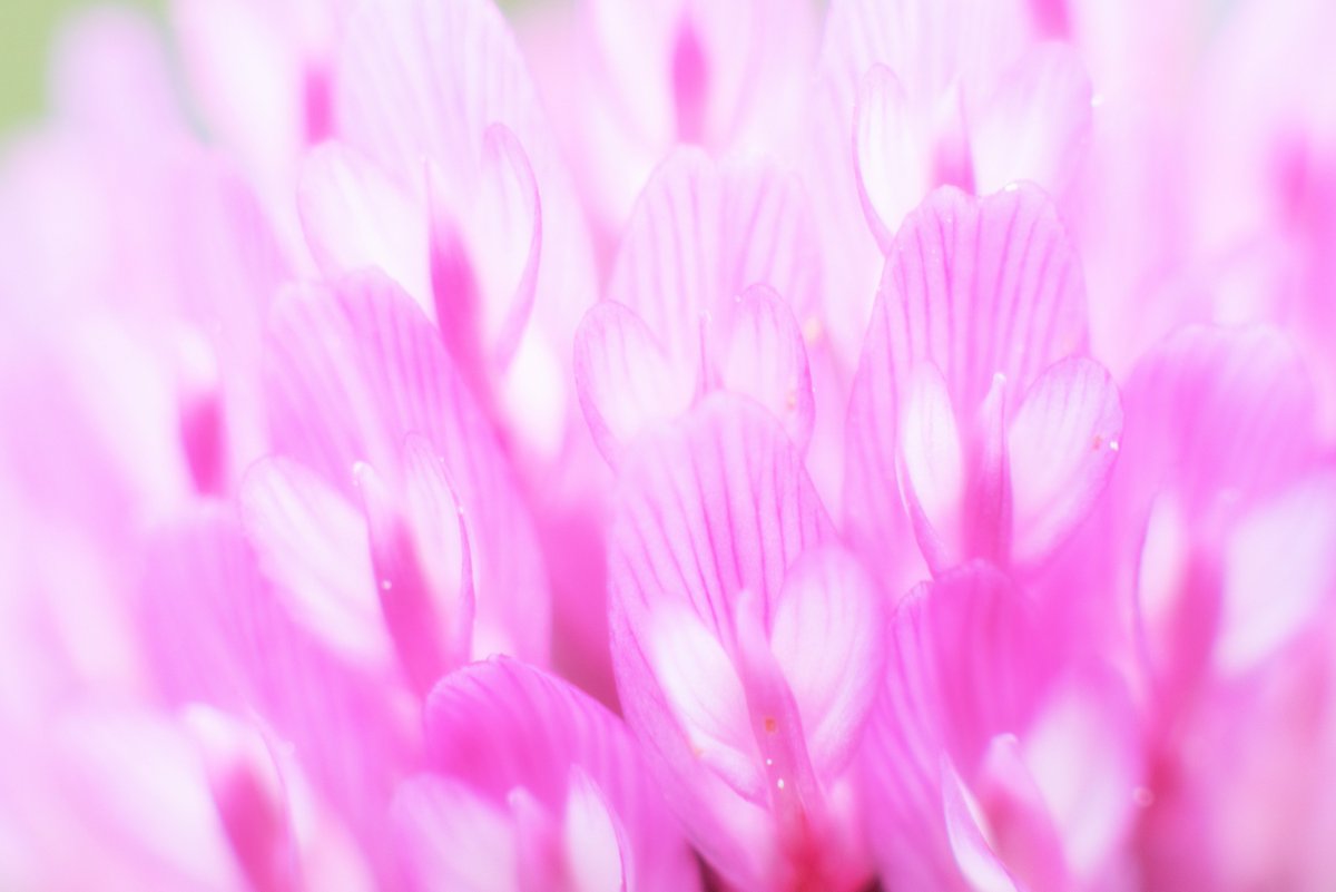 FocalZero tweet media