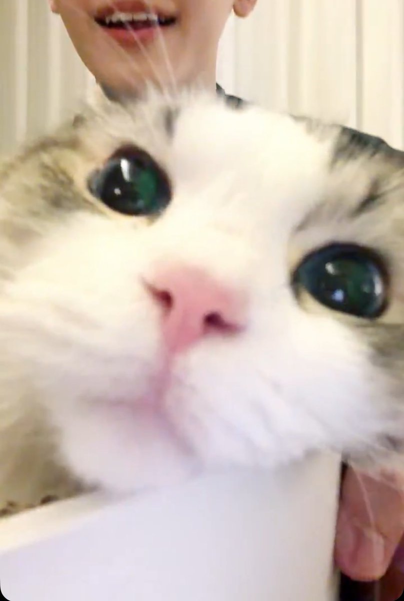 bibiTaeng V2 tweet media