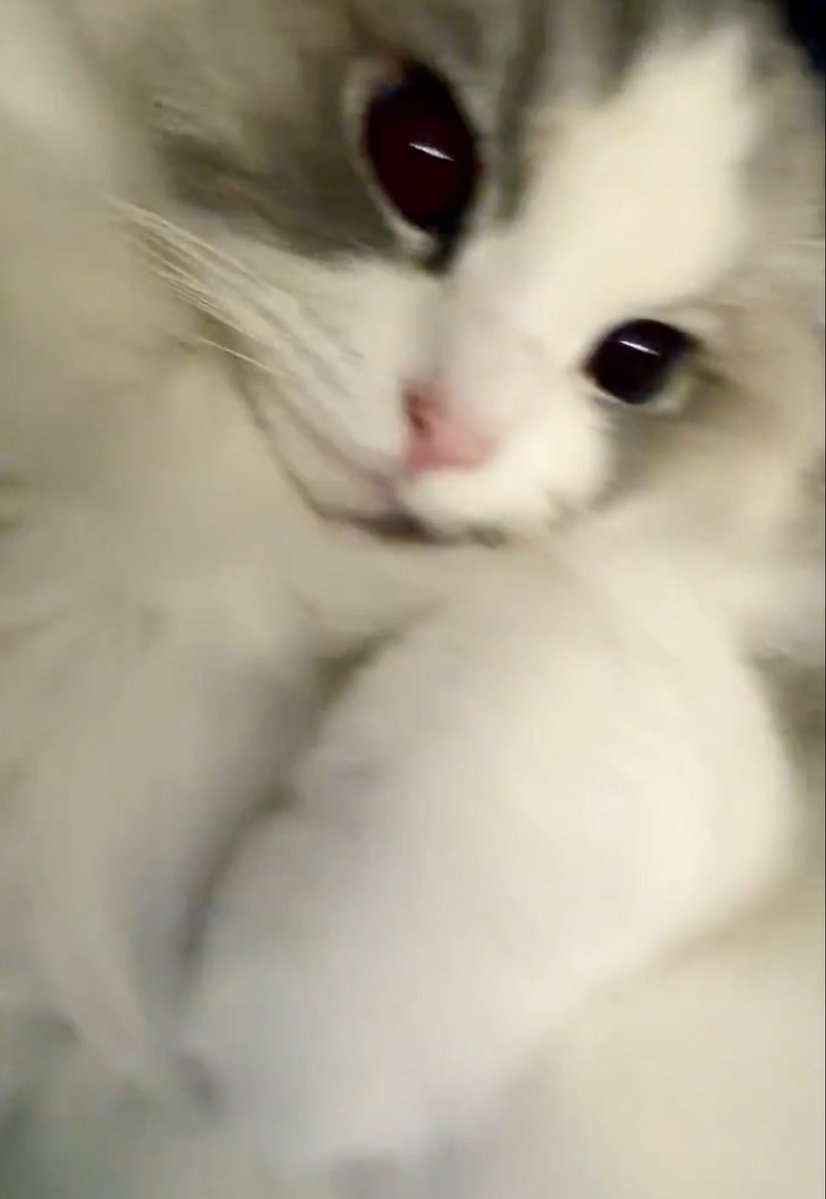 คุณหนูลูน่า                                 ยัยลูซี่(อ้วร)