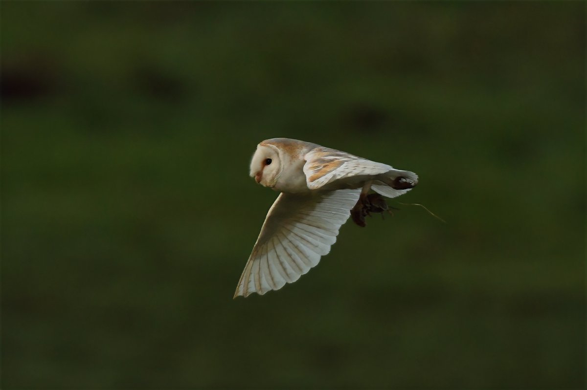 Phil Burnside tweet media