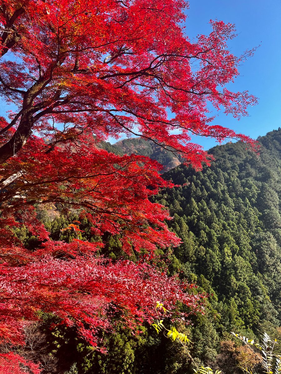 typeRr_RNA's tweet photo. しばらく消息を絶っていましたが旅行趣味は細々と続けています🤏🏻東京近郊をお散歩したり、ライブ遠征ついでに大回りしたり、おいしいごはんと温泉を求めて旅行したり……本質的には変わらず元気にやってます！
大学生活のおかげで出会えた趣味でもあるので、今後もゆるく続けていきたいな〜の気持ち😌 https://t.co/PkI2IvJIbR