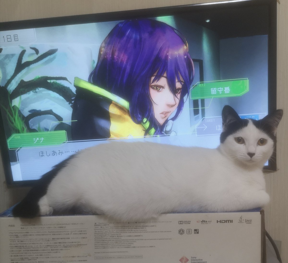 hosiami79's tweet photo. 見えない｡ﾟ(ﾟ＾∀＾ﾟ)ﾟ｡ https://t.co/a04N4ggLKm