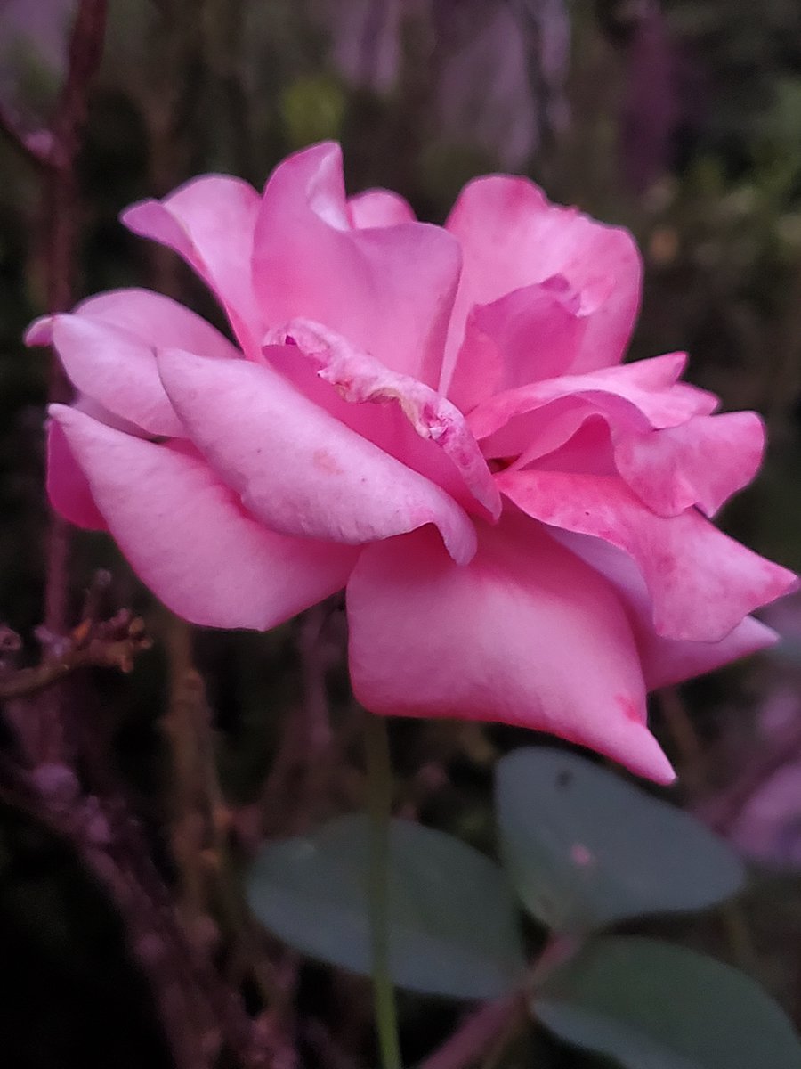 ×Punkness× tweet media