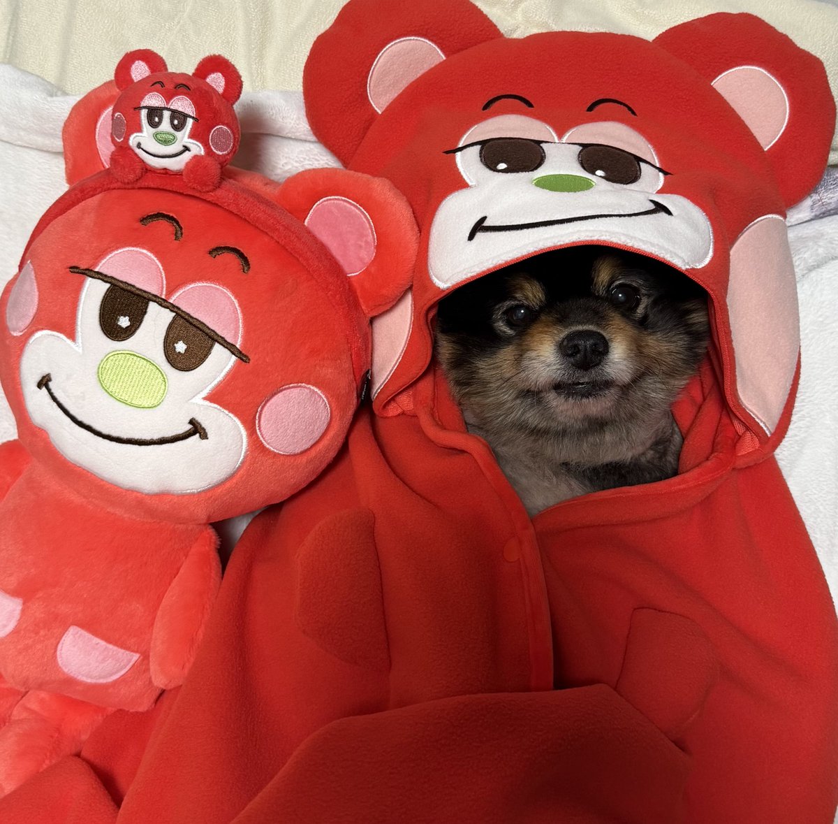 콩눈🦦 tweet media