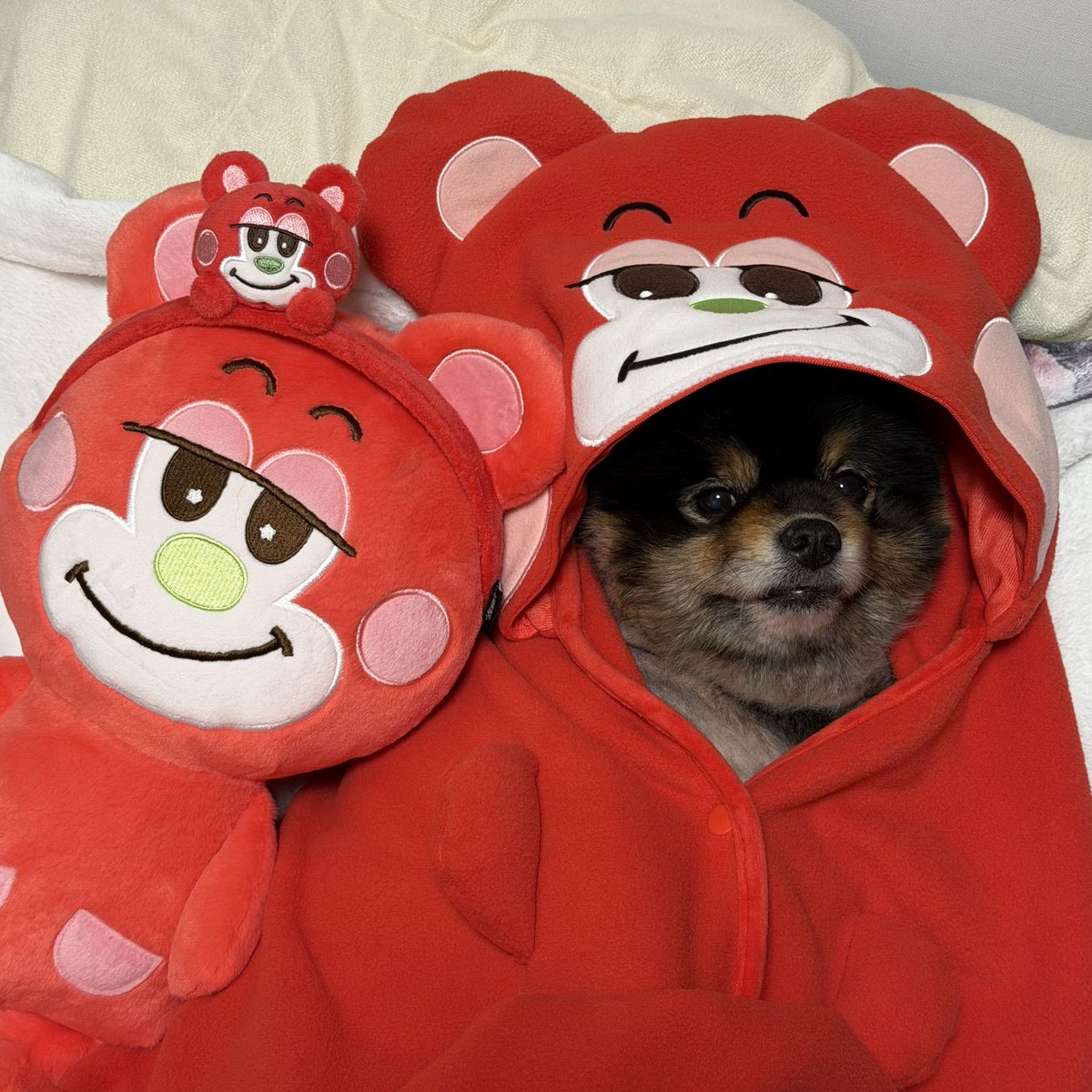 콩눈🦦 tweet media