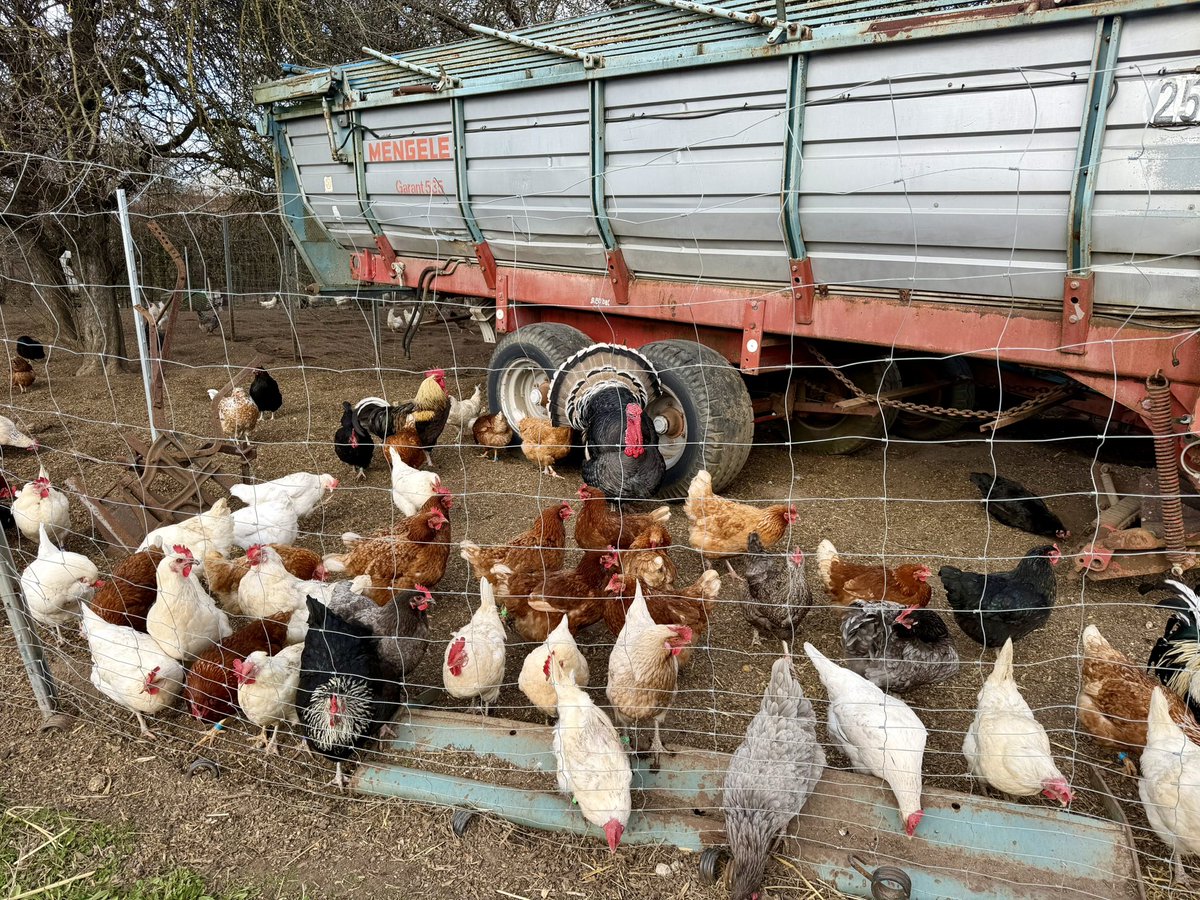 Markus Raum tweet media