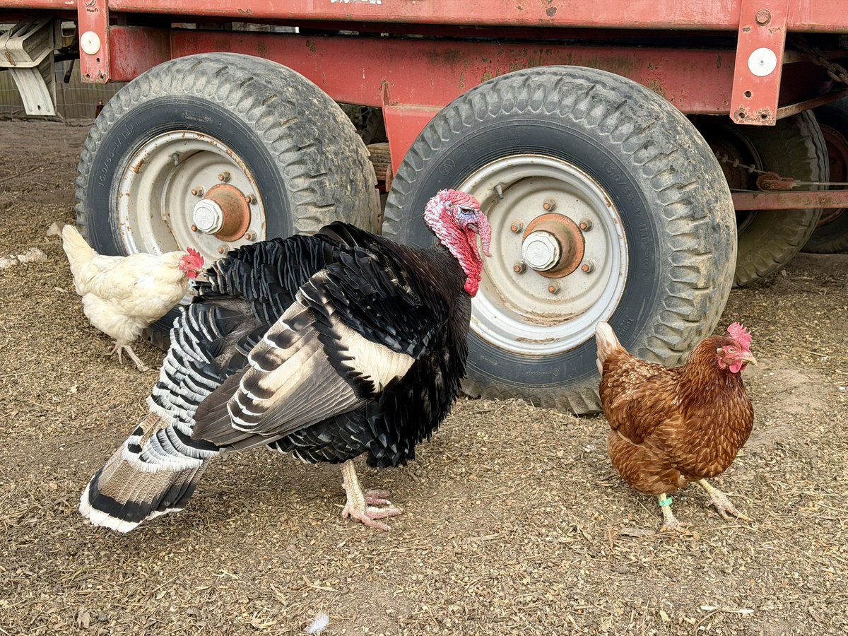 Markus Raum tweet media