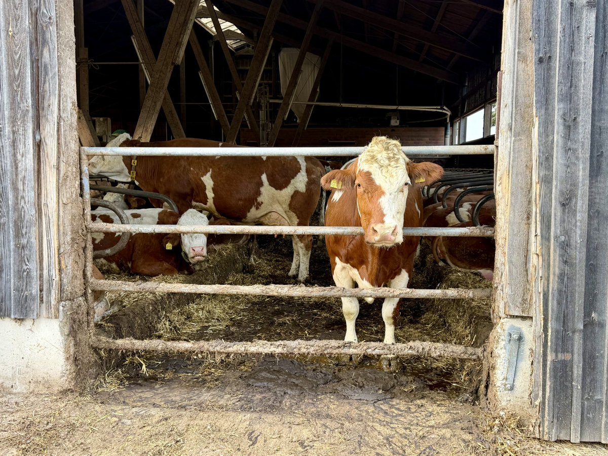 Markus Raum tweet media