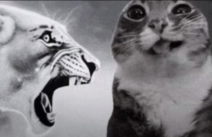 vira🐾 tweet media