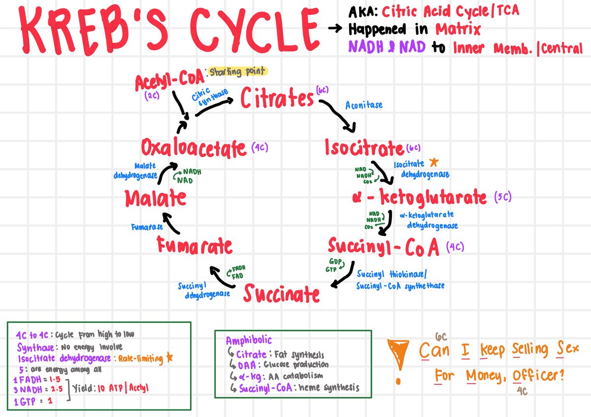 Kissaea, RPh🥹 tweet media