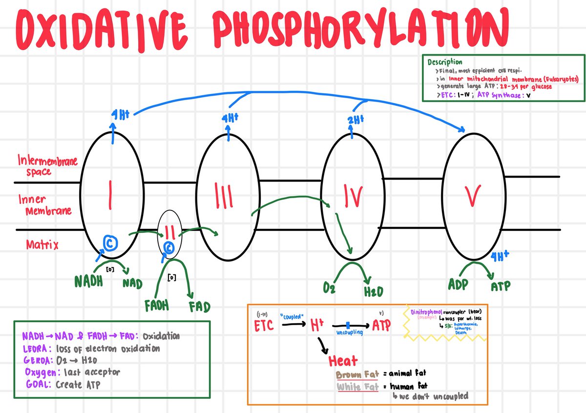 Kissaea, RPh🥹 tweet media