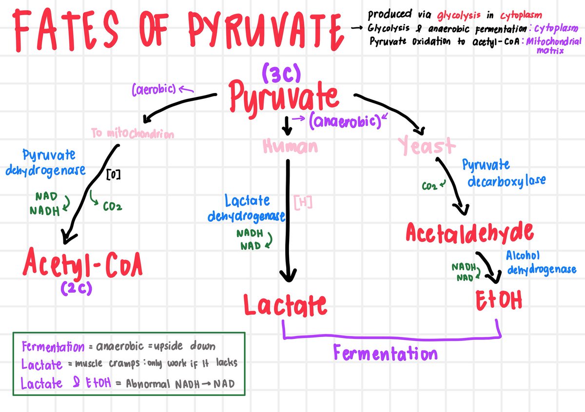 Kissaea, RPh🥹 tweet media