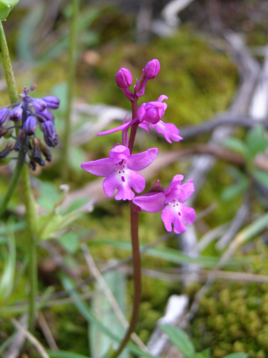 pdimi2's tweet image. Orchis quadripunctata - Four-spotted Orchid

#orchids #wildlifephotography #hiking #hikingadventures #nature #Lesbos #Lesvos #Greece