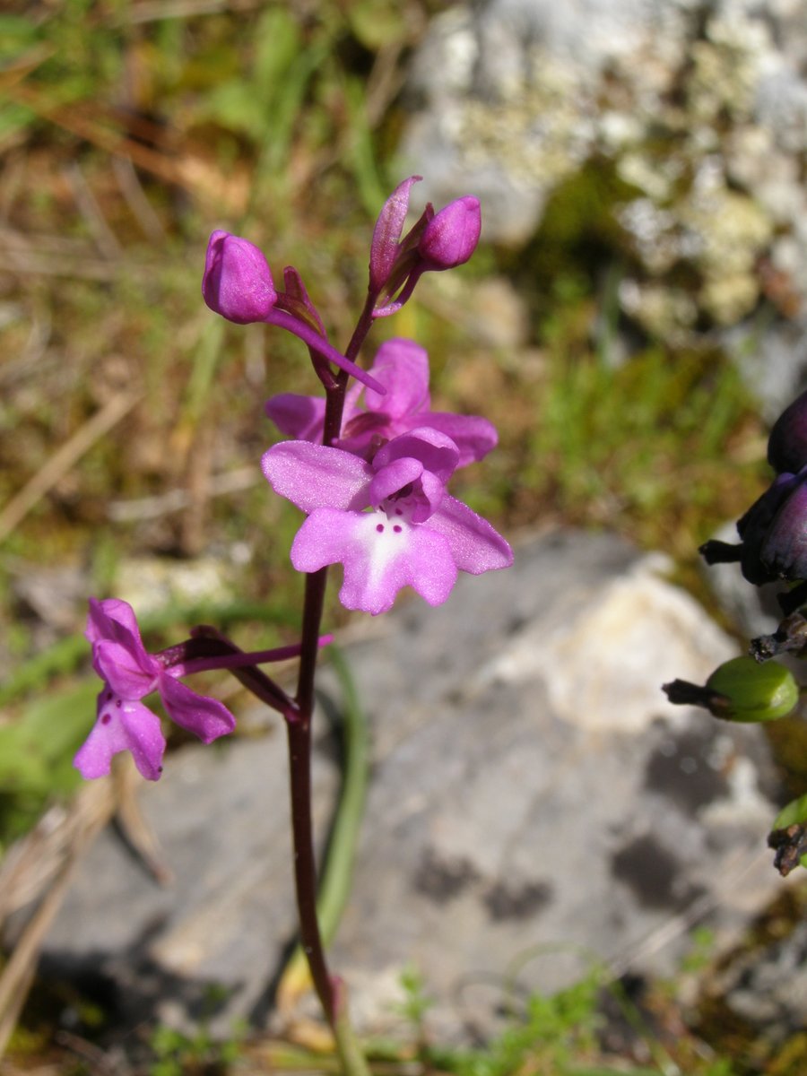 pdimi2's tweet image. Orchis quadripunctata - Four-spotted Orchid

#orchids #wildlifephotography #hiking #hikingadventures #nature #Lesbos #Lesvos #Greece