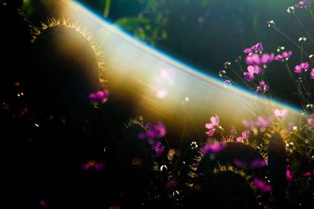 Iram Ortega 👁 tweet media