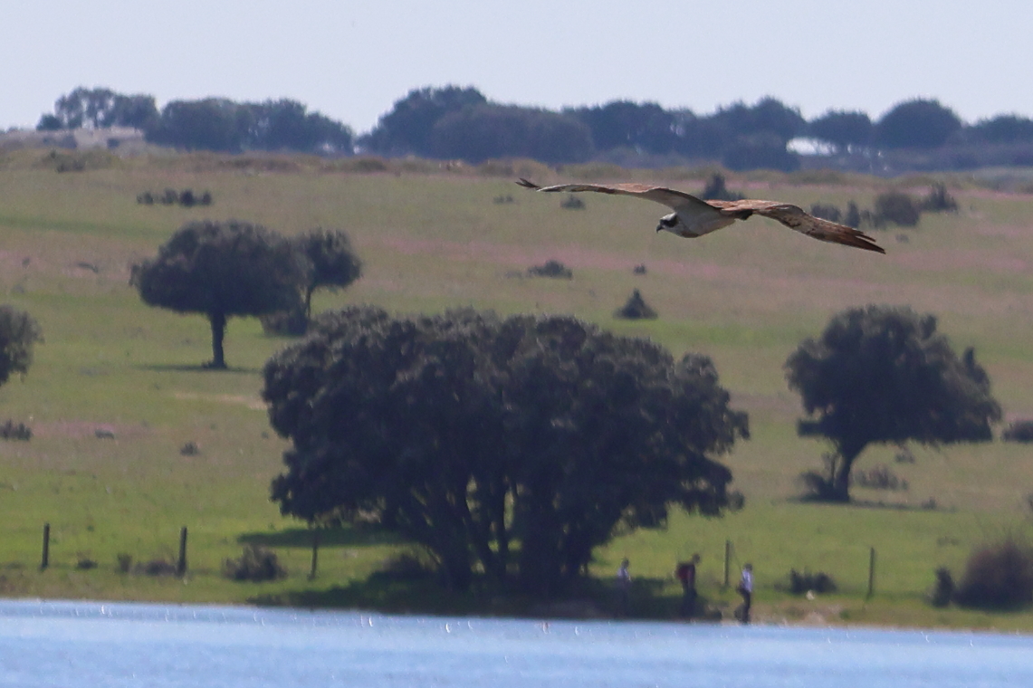 naturalisimo tweet media