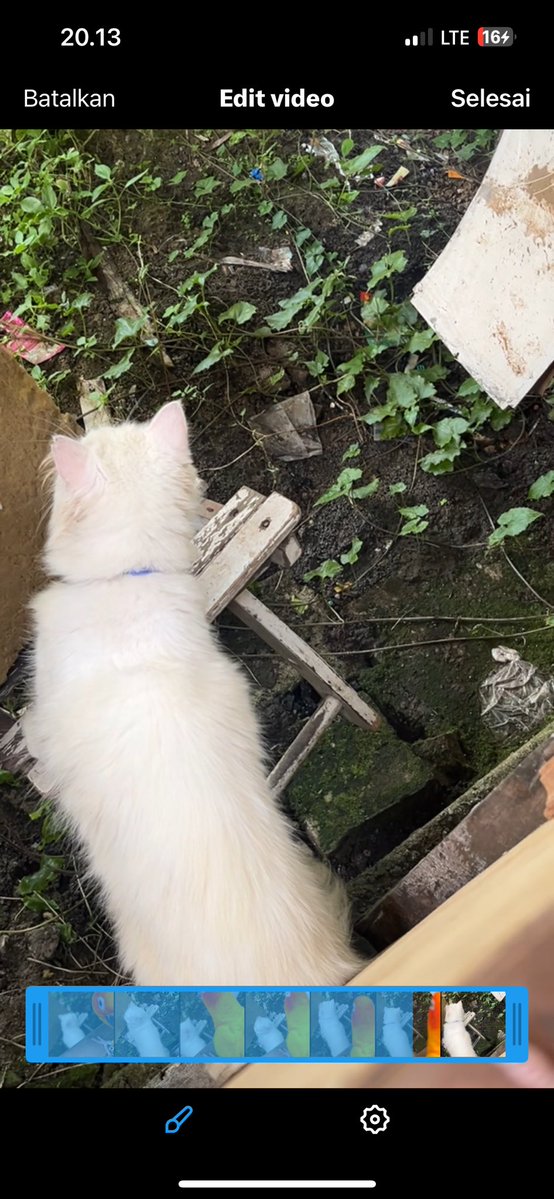 yongyong dkk 🧌 tweet media