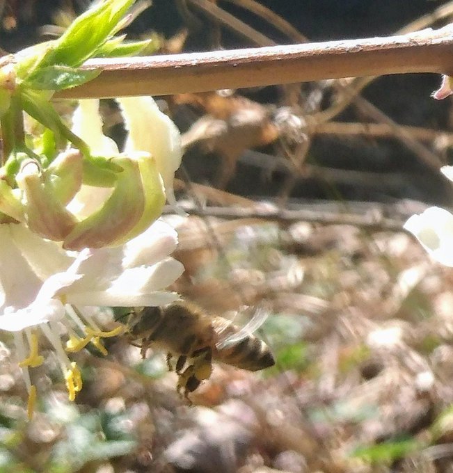 Anne of Green Gardens tweet media