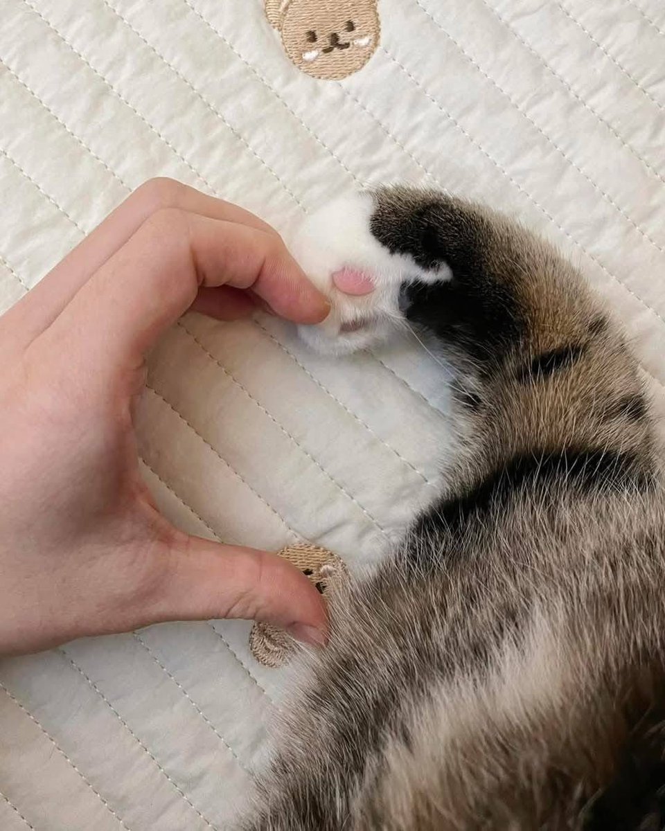 To…ชาวด้อม ตี๋ตี๋ป๋อ และ หัวหน้าด้อม 💜🩵 

สวัสดีนะคะตี๋ตี๋ น้องป๋อ สวัสดีนะคะทุกคน โพสนี้คงเป็นโพสแรกที่เรามาแนะนำตัวกับทุกคนอย่างเป็นทางการ 😚😚 เราเป็นเมนน้องปิ๊ป ป๋อ น้องตกเราเข้ามาด้อมนี้ ได้มารู้จักกับทุกคน ตั้งแต่ EP.4  ขอโทษที่มาเจอทุกคนช้านะคะ ตลอดระยะเวลา 4 อาทิตย์