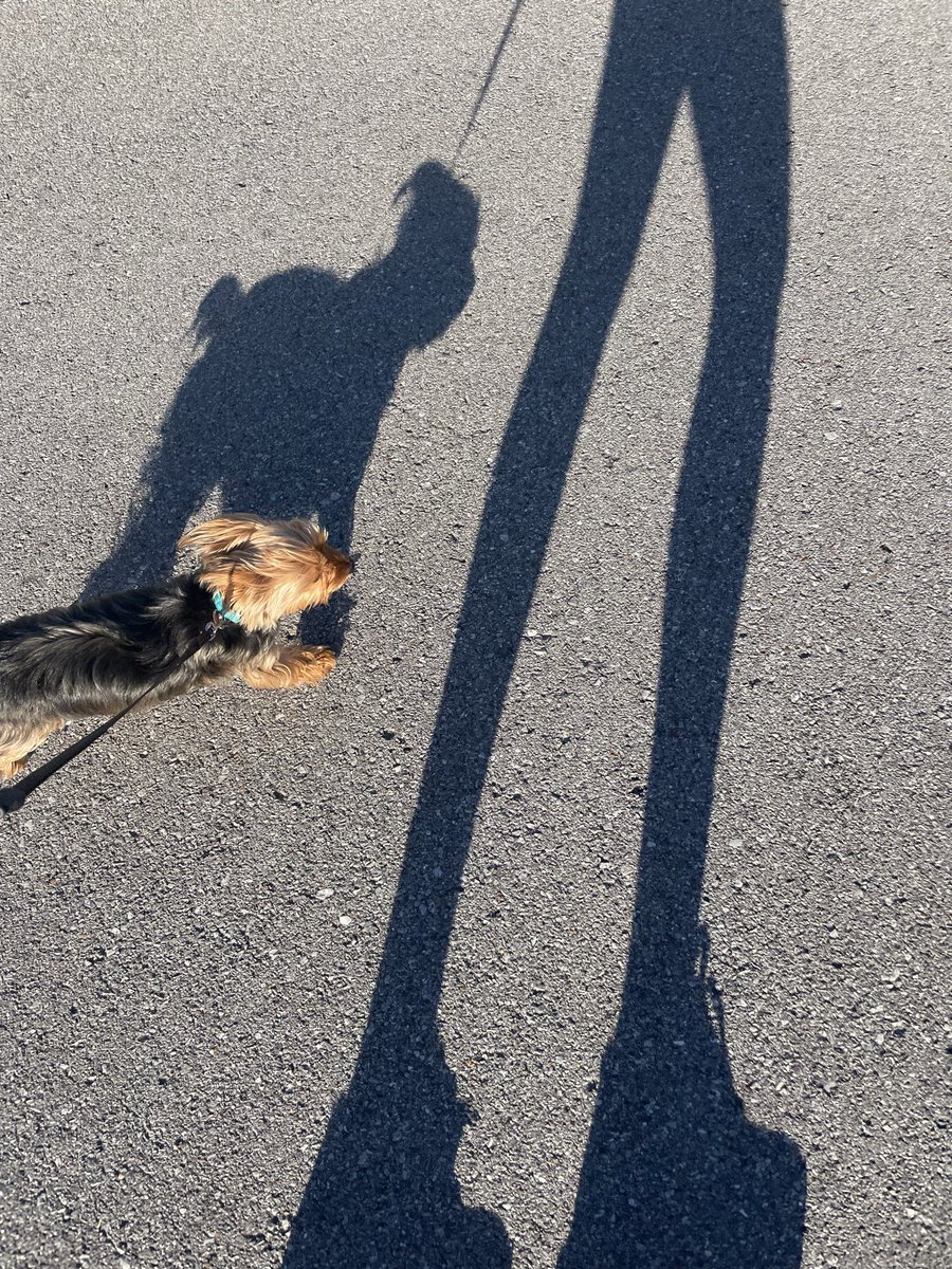 PureOutlaw's tweet image. Meet Cash, our latest rescue.  He casts a big shadow.  #myshadow