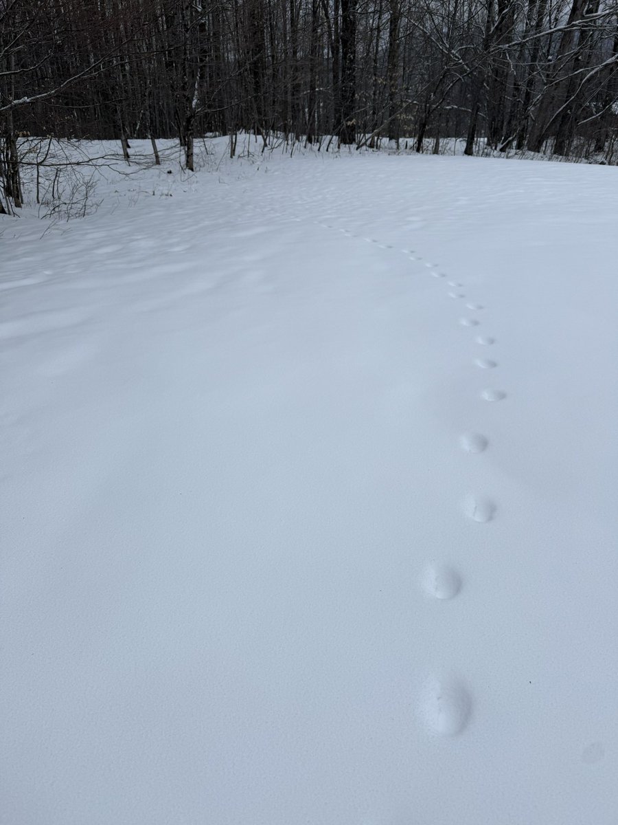 Old Hollow Tree tweet media