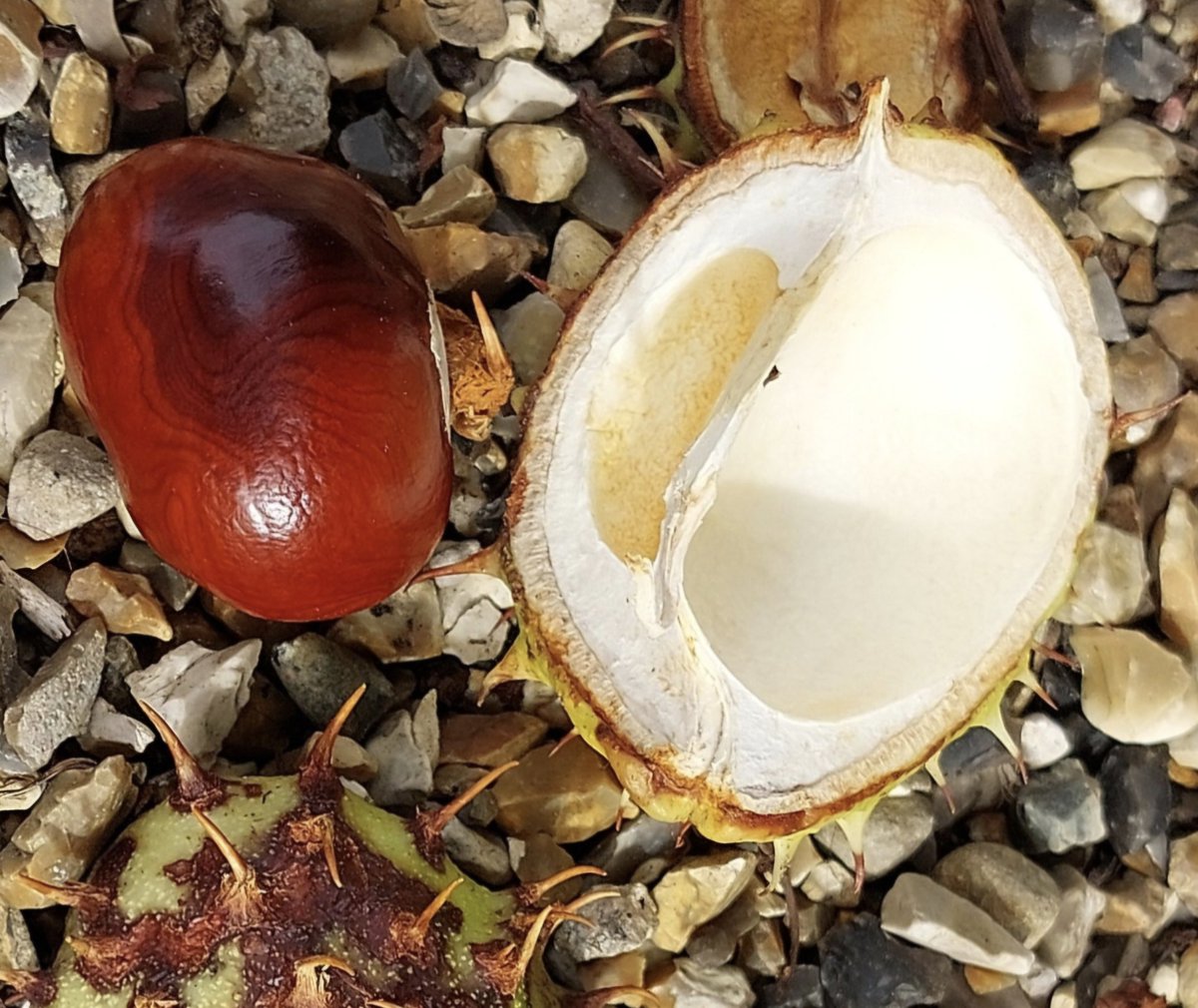 mycathardy's tweet image. Conkers are the nuts of the horse chestnut tree. Here's one beside its spiky, protective case. #nuts #conkers #trees