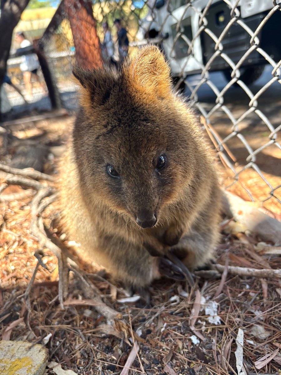 tomomisako61's tweet photo. ずっと見たかったクォッカ🦘
可愛かったー！
バスにしたとはいえ子供連れて島一周するのはなかなかハードやった…

明日から仕事！ https://t.co/71Yfmu1Zgn