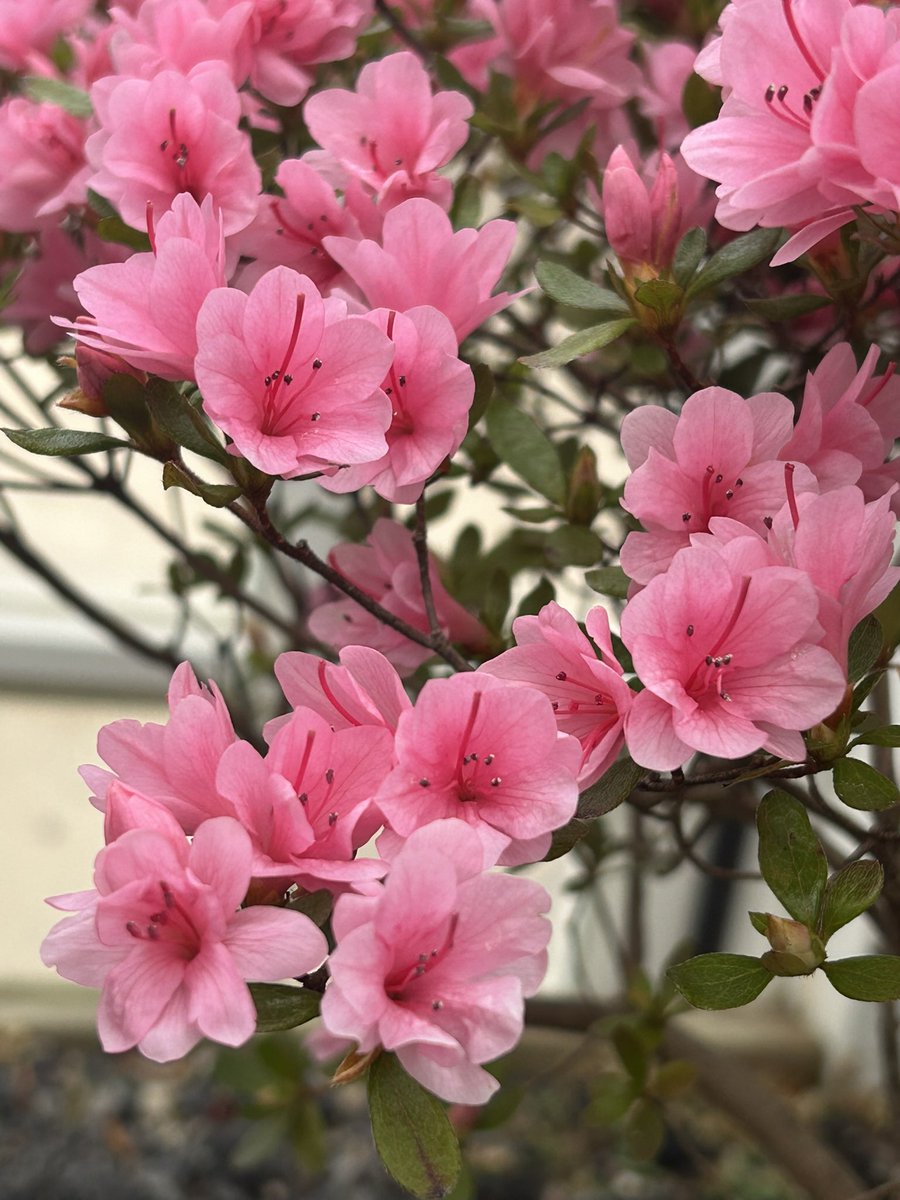 곰돌이 tweet media