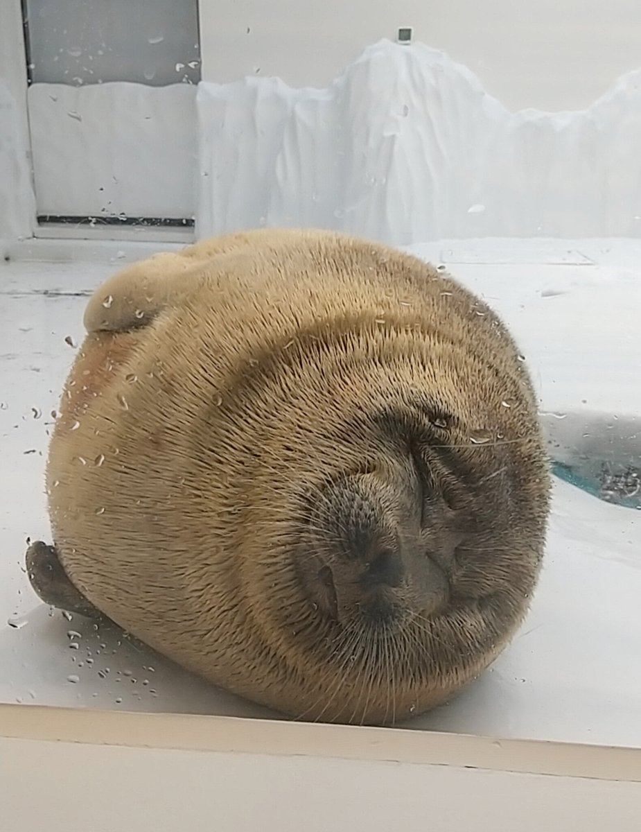 mizore415's tweet image. 寝る子は育つ💤

International seal day🦭🩷

#seal
#ringedseal
#国際アザラシの日 
#ミゾレ
