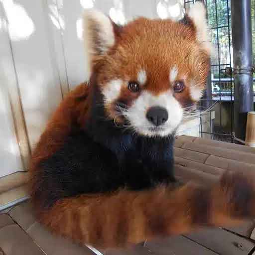 thewizzard tweet media