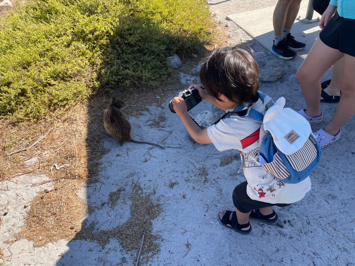 ずっと見たかったクォッカ🦘
可愛かったー！
バスにしたとはいえ子供連れて島一周するのはなかなかハードやった…

明日から仕事！