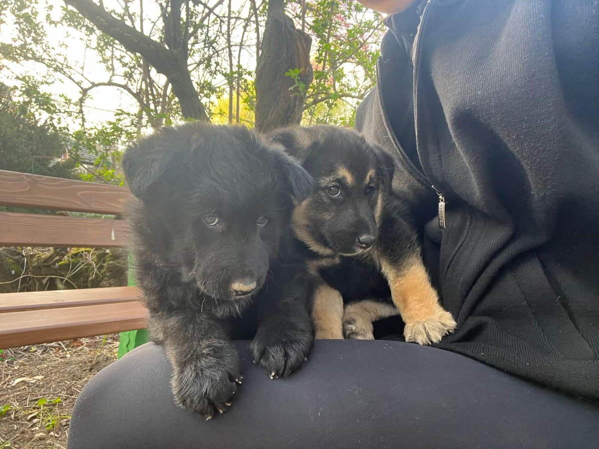 Guza Del Rey tweet media