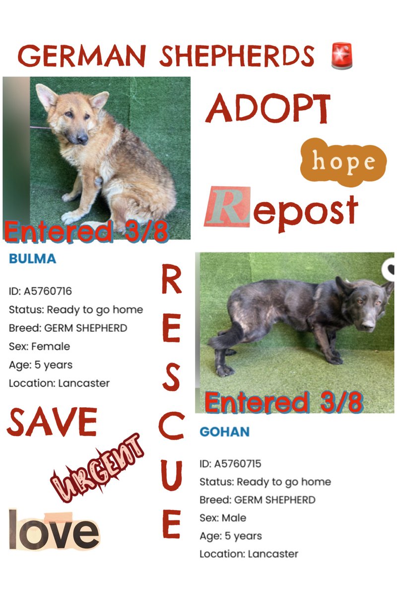 Sarah jane Gillespie tweet media