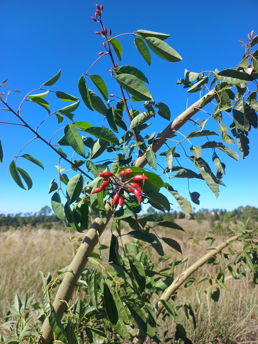 Ing. Jorge Alayon tweet media