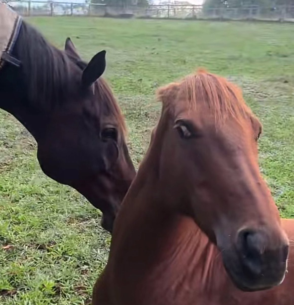 horse giving side eye to intrusive paddockmate suspicious doubtful unfriendly