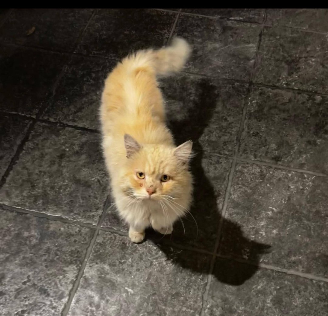 #Lleida 🆘

Un año en la calle💔

Peludito, cariñoso, manso....
muy, muy bonito. Y en peligro.

En #adopcion responsable 🆘

☎️693 78 45 99
#XarxaCatalunyaAdopcions #XarxaBarcelonaAdopcions