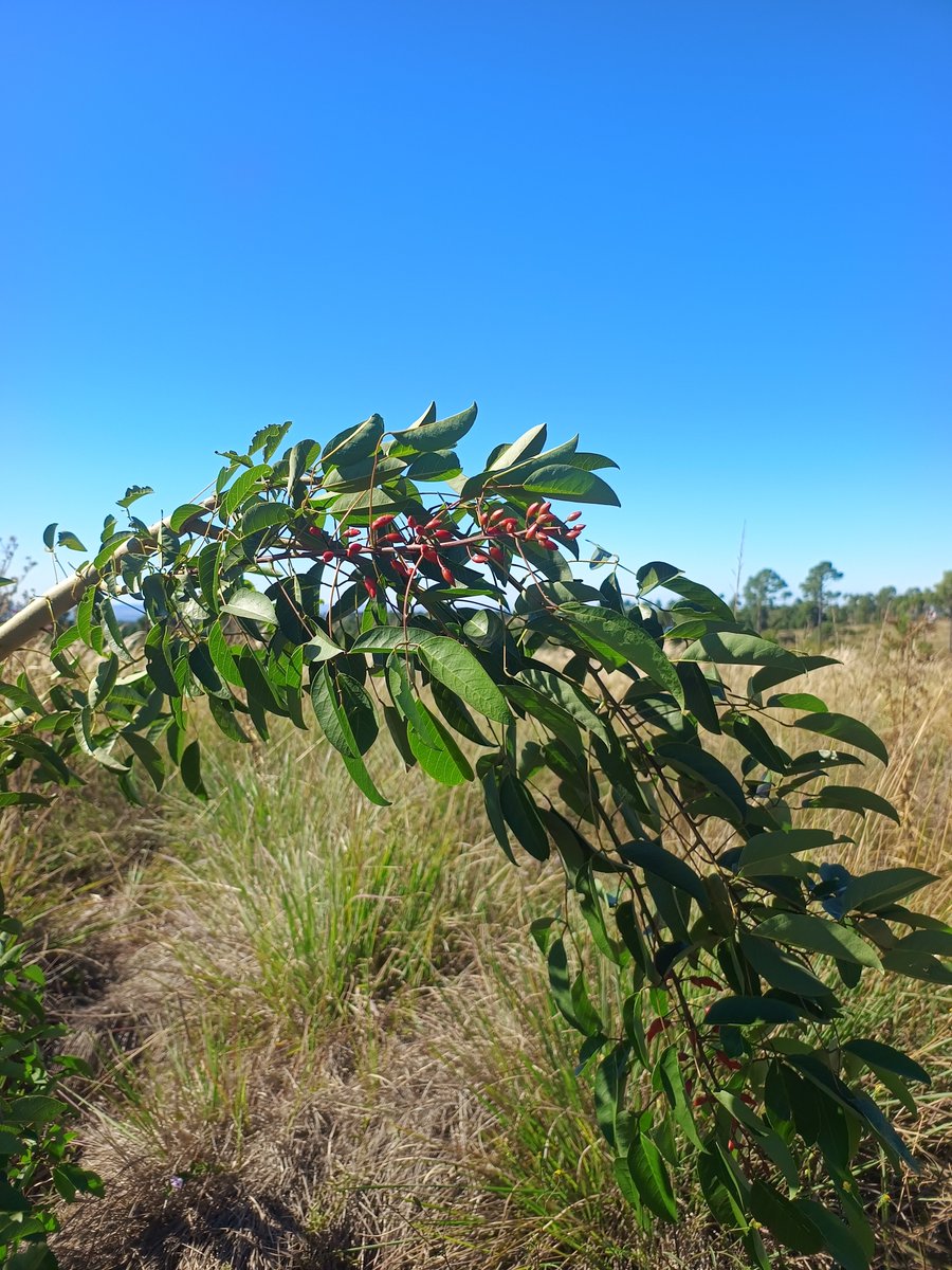 Ing. Jorge Alayon tweet media