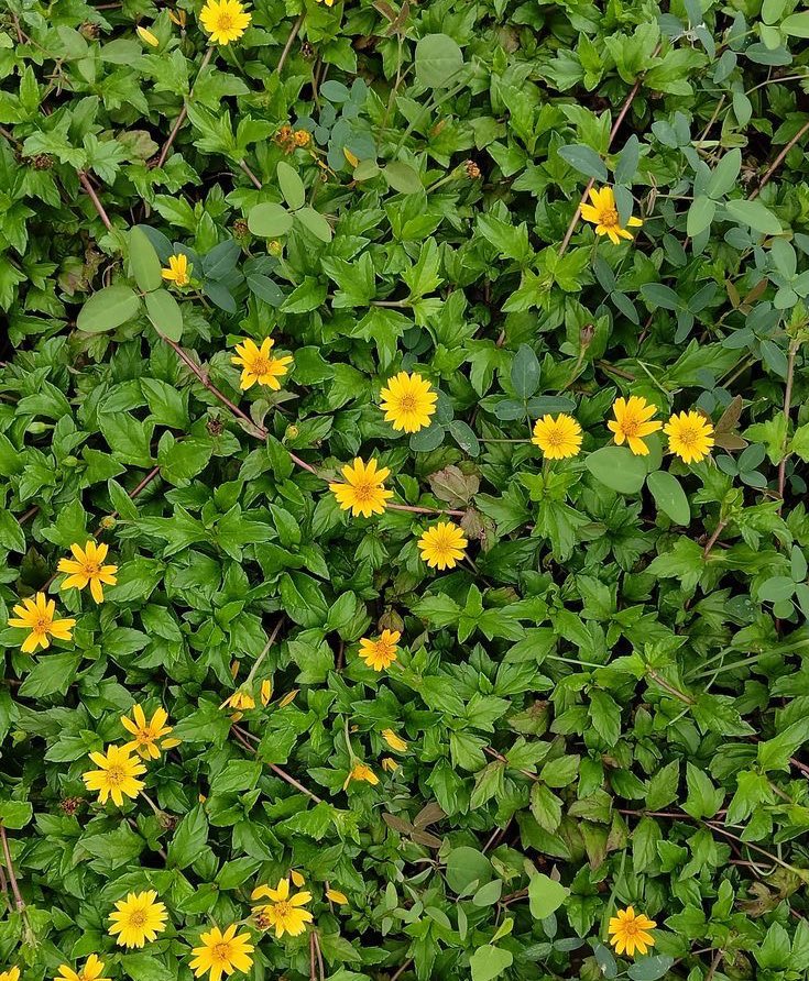 Ｍ ◉ ＳＥＳ tweet media