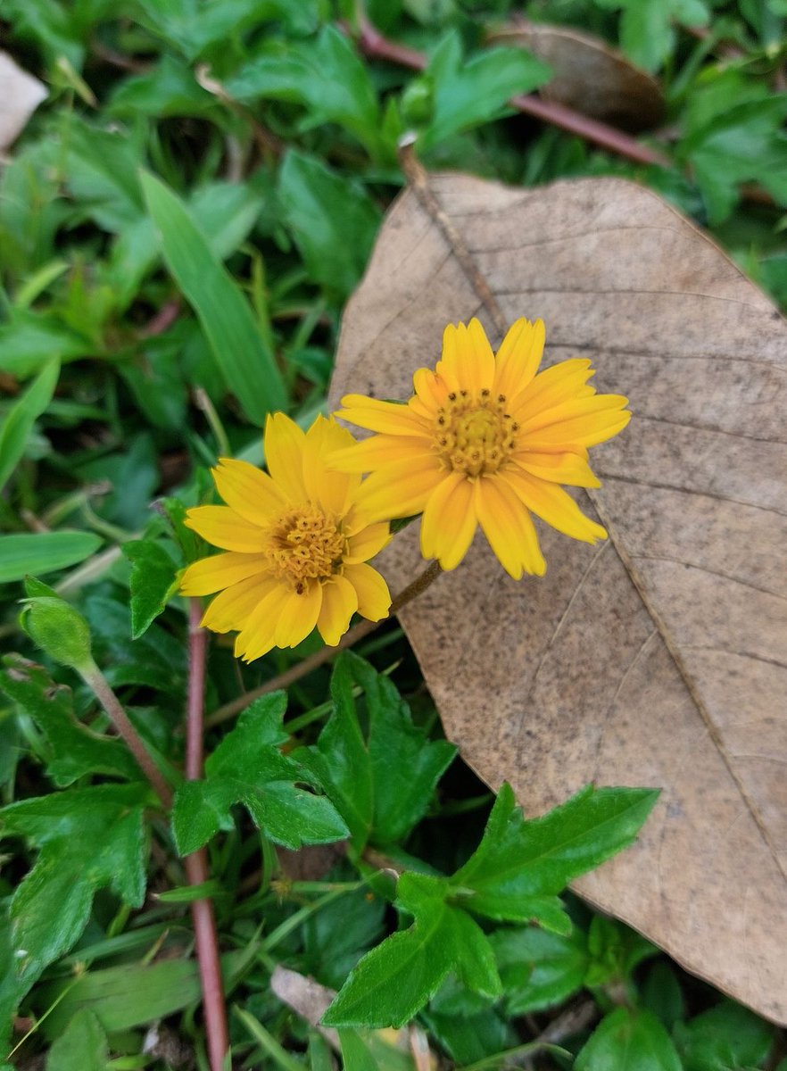 Ｍ ◉ ＳＥＳ tweet media