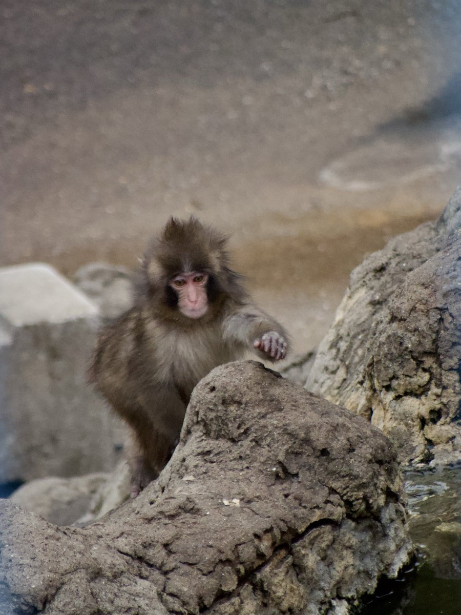 seviluci tweet media