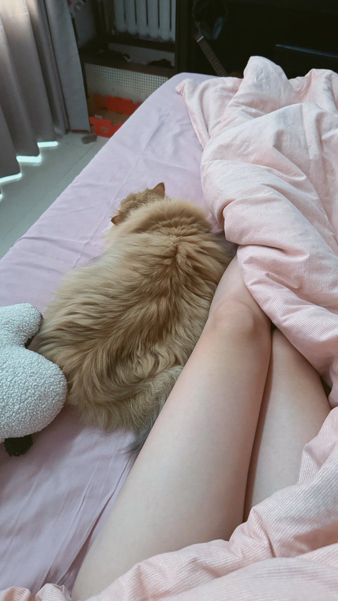 一点儿Panda tweet media