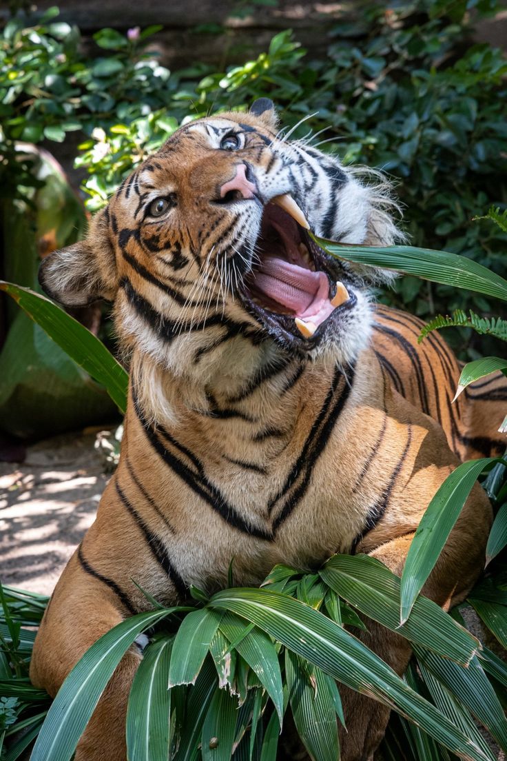 Tiger🐯🐅 tweet media