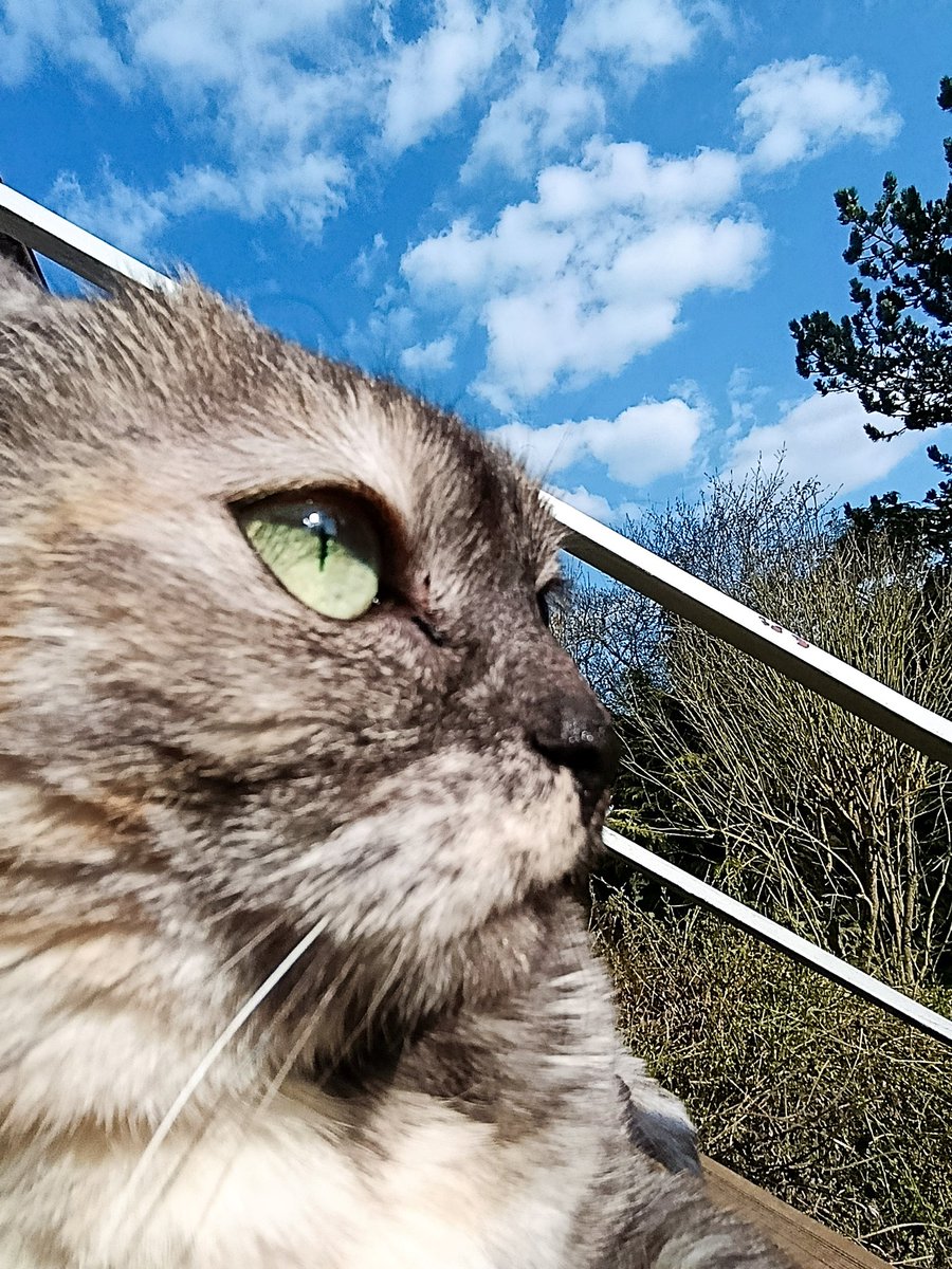 Amy Baby Cat Baumann tweet media